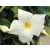 Tölcsérjázmin Dipladenia variety mix Tropical Coast P.20