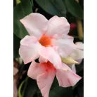 Tölcsérjázmin Dipladenia variety mix Tropical Coast P.20