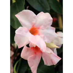 Tölcsérjázmin Dipladenia variety mix Tropical Coast P.20