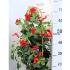 Tölcsérjázmin Dipladenia variety mix Tropical Coast P.20