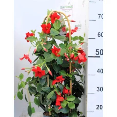 Tölcsérjázmin Dipladenia variety mix Tropical Coast P.20