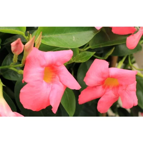 Tölcsérjázmin Dipladenia variety mix Tropical Coast P.20