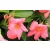 Tölcsérjázmin Dipladenia variety mix Tropical Coast P.20