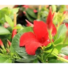 Tölcsérjázmin Dipladenia variety mix Tropical Coast P.20