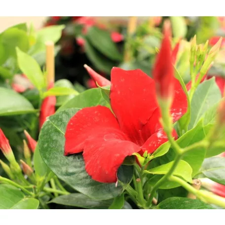 Tölcsérjázmin Dipladenia variety mix Tropical Coast P.20
