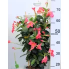 Tölcsérjázmin Dipladenia variety mix Tropical Coast P.20