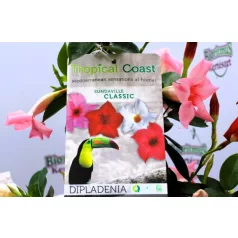 Tölcsérjázmin Dipladenia variety mix Tricolor Classic