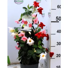 Tölcsérjázmin Dipladenia variety mix Tricolor Classic