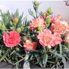 Kerti szegfű Dianthus Carnelia P.12