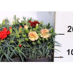 Kerti szegfű Dianthus Carnelia P.12
