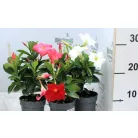 Tölcsérjázmin Dipladenia variedad mx Tropical C.10.5cm