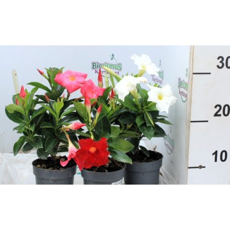 Tölcsérjázmin Dipladenia variedad mx Tropical C.10.5cm