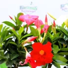 Tölcsérjázmin Dipladenia variedad mx Tropical C.10.5cm