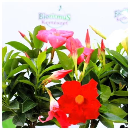 Tölcsérjázmin Dipladenia variedad mx Tropical C.10.5cm