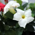 Tölcsérjázmin Dipladenia variedad mx Tropical C.10.5cm