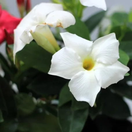 Tölcsérjázmin Dipladenia variedad mx Tropical C.10.5cm