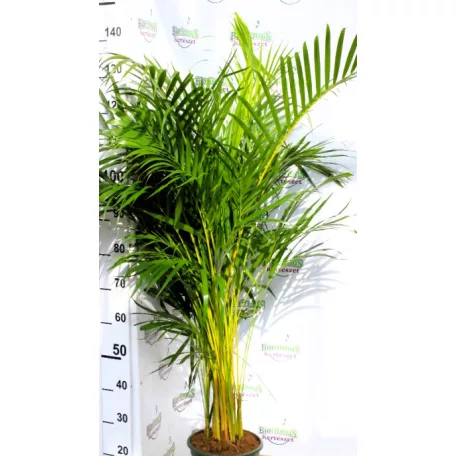 Aranypálma / Areca pálma Areca P.24 H-130 cm