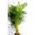 Aranypálma / Areca pálma Areca P.24 H-130 cm