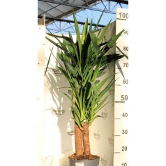   Törzses jukka, két növény egy cserépben YUCCA P.17 H-090 cm 60/30 2PLANTS
