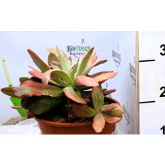 Pozsgás mix SUCCULENT PLANT MIX P.20