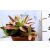 Pozsgás mix SUCCULENT PLANT MIX P.20