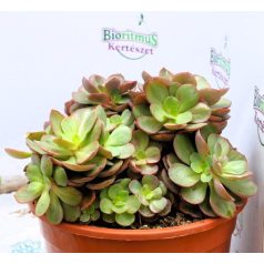 Pozsgás mix SUCCULENT PLANT MIX P.20