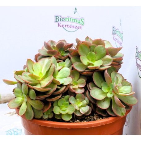 Pozsgás mix SUCCULENT PLANT MIX P.20