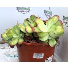 Pozsgás mix SUCCULENT PLANT MIX P.20