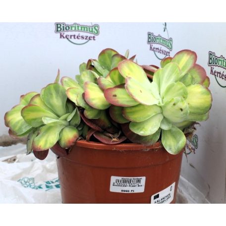 Pozsgás mix SUCCULENT PLANT MIX P.20