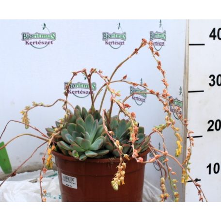 Pozsgás mix SUCCULENT PLANT MIX P.20