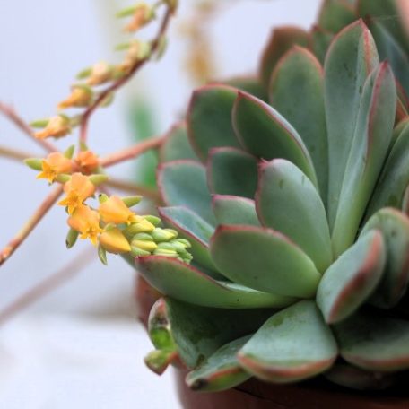 Pozsgás mix SUCCULENT PLANT MIX P.20