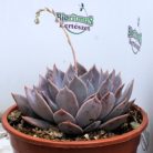 Pozsgás mix SUCCULENT PLANT MIX P.20