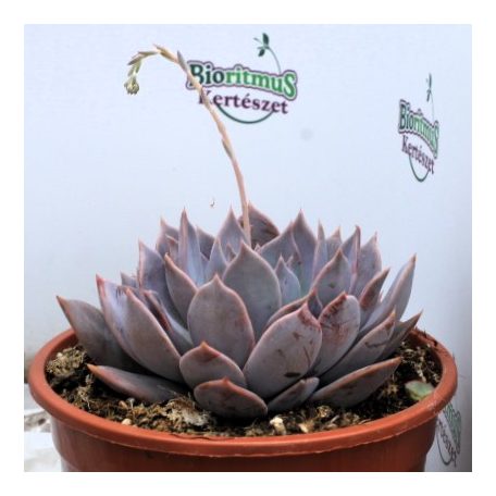 Pozsgás mix SUCCULENT PLANT MIX P.20