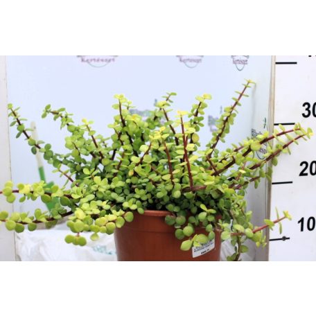 Pozsgás mix SUCCULENT PLANT MIX P.20