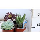 Pozsgás mix SUCCULENT PLANT MIX P.13