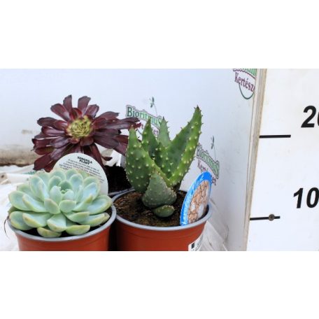 Pozsgás mix SUCCULENT PLANT MIX P.13