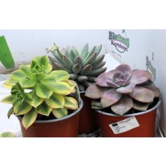 Pozsgás mix SUCCULENT PLANT MIX P.13