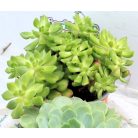 Pozsgás mix SUCCULENT PLANT MIX P.13