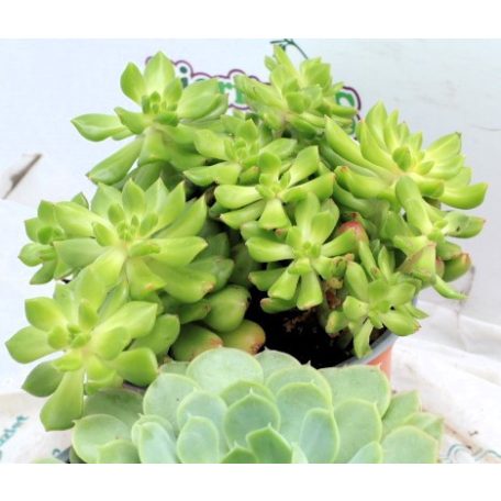 Pozsgás mix SUCCULENT PLANT MIX P.13