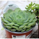 Pozsgás mix SUCCULENT PLANT MIX P.13