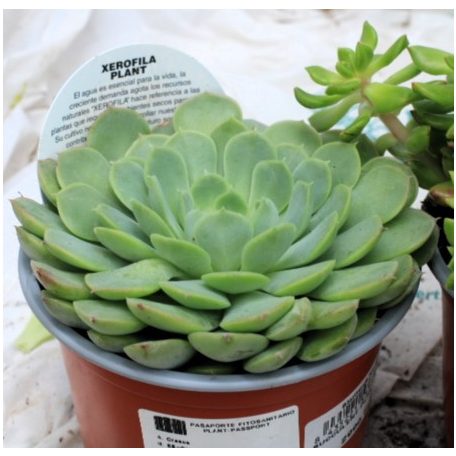 Pozsgás mix SUCCULENT PLANT MIX P.13