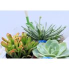 Pozsgás mix SUCCULENT PLANT MIX P.13