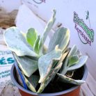 Pozsgás mix SUCCULENT PLANT MIX P.13