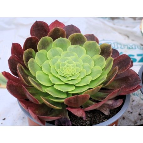 Pozsgás mix SUCCULENT PLANT MIX P.13