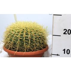 Óriás sünkaktusz ECHINOCACTUS GRUSONII P.25 BOWL