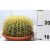 Óriás sünkaktusz ECHINOCACTUS GRUSONII P.25 BOWL
