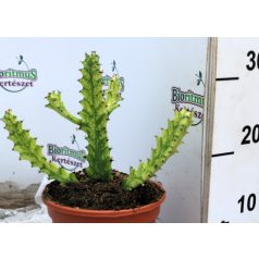 Háromélű kutyatej válogatás Euphorbina trigona mix P.17