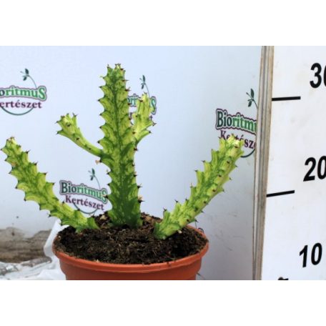 Háromélű kutyatej válogatás Euphorbina trigona mix P.17
