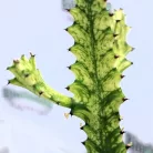 Háromélű kutyatej válogatás Euphorbina trigona mix P.17