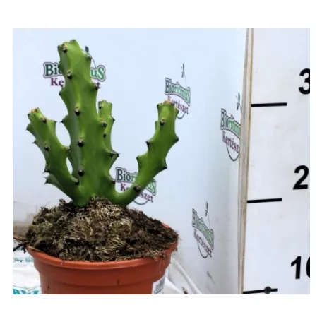 Háromélű kutyatej válogatás Euphorbina trigona mix P.17